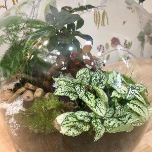 Plantes et décoration : Terrarium végétal