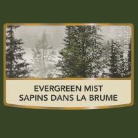 Evergreen Mist / Sapins dans la brume