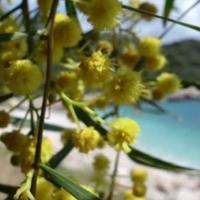 Seaside Mimosa