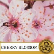 Cherry Blossom / fleur de cerisier
