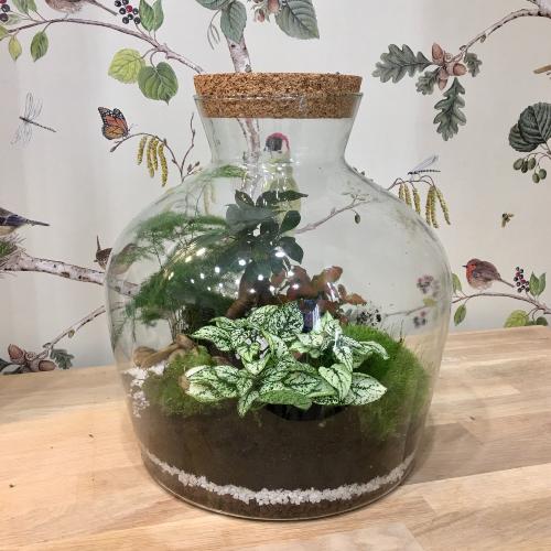 Plantes et décoration : Terrarium végétal